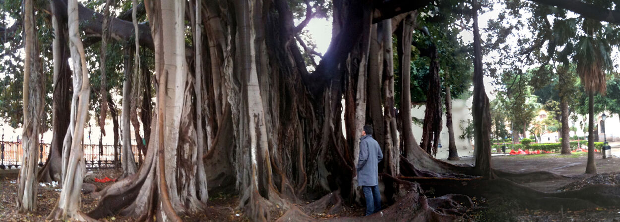 The Ficus macrophylla in Piazza della Marina, Palermo. © Fabio Quici